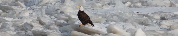 Banner image: Eagle