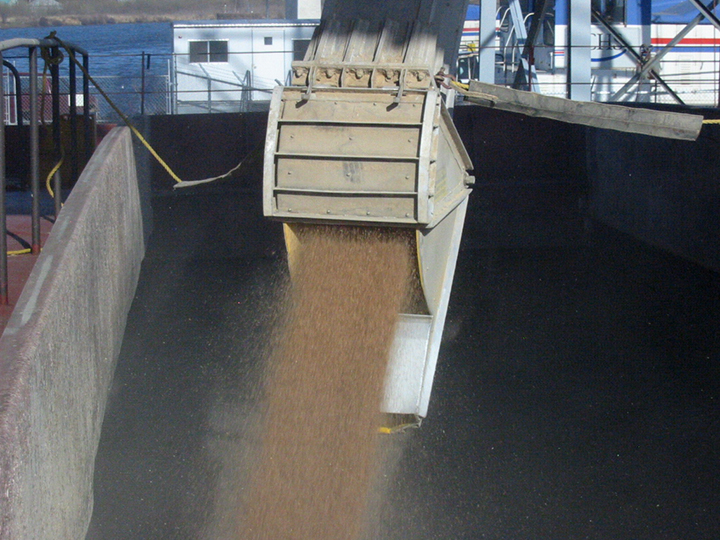 Spring wheat flowing into cargo hold
