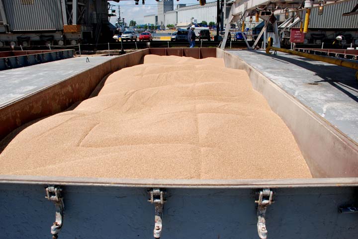 Grain in cargo hold