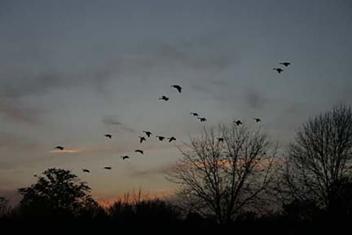 Geese flying south