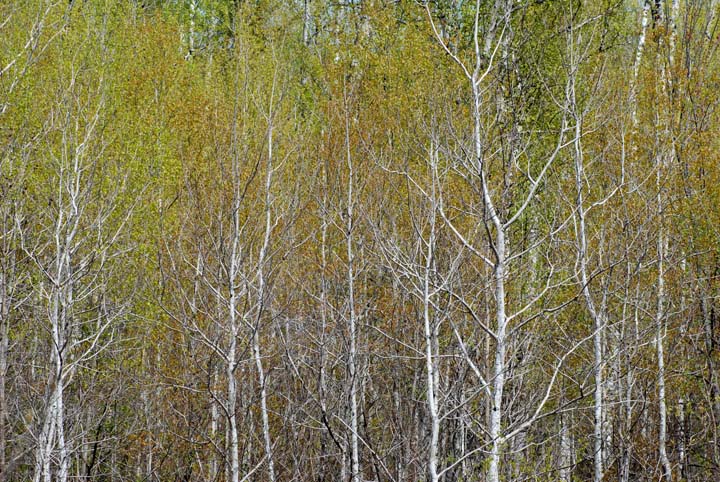 Spring Birch trees