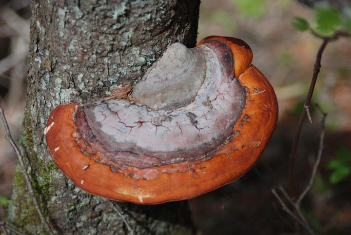 fungus on tree trucnk