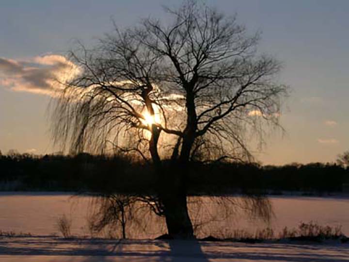 Winter tree and sky