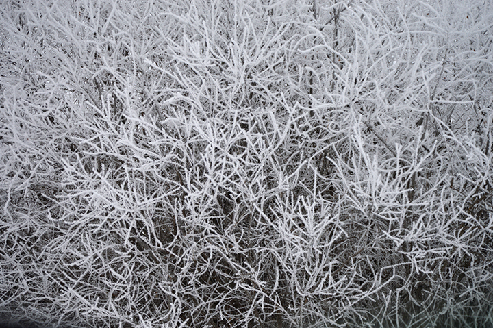 Frost