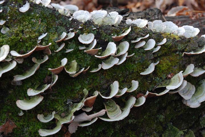 Fungus on tree trunk
