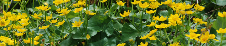 Banner image: Marsh Marigolds at Eloise Butler