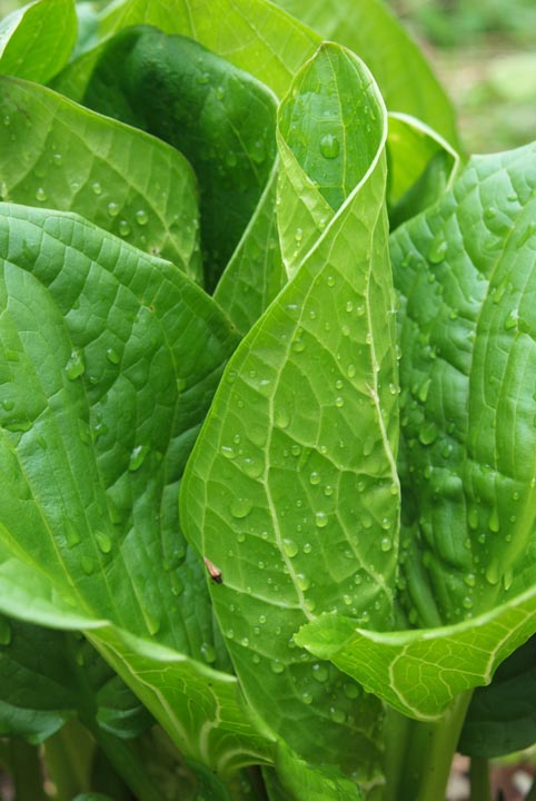 Skunk Cabbage leaf