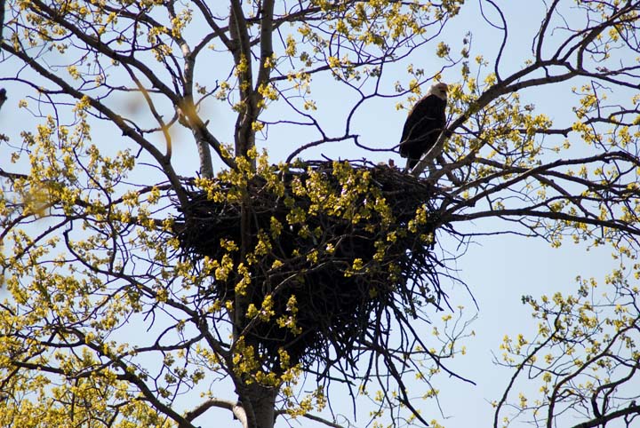 Eagle on nest