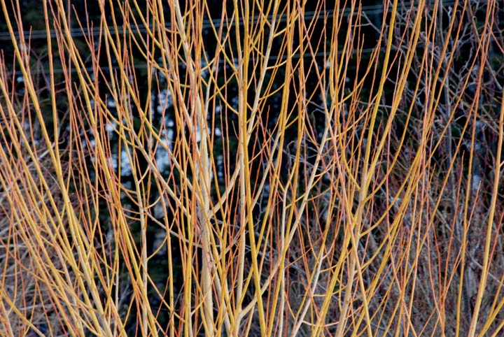 Willow branches