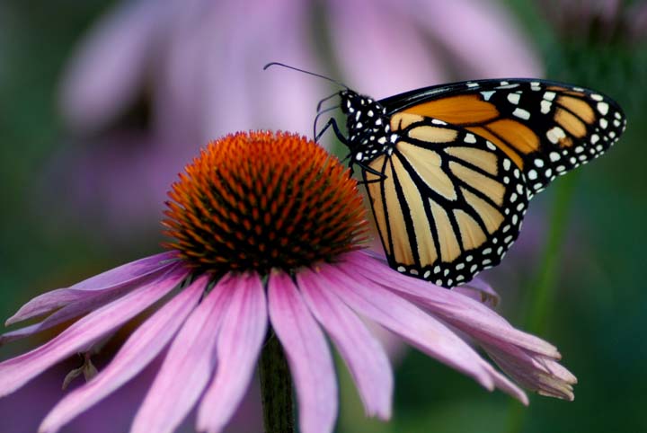 Purple Coneflower with butterfly