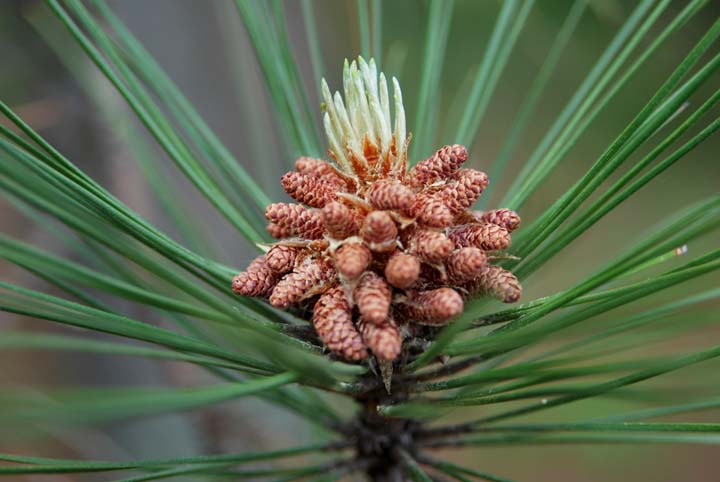 Red Pine Bloom