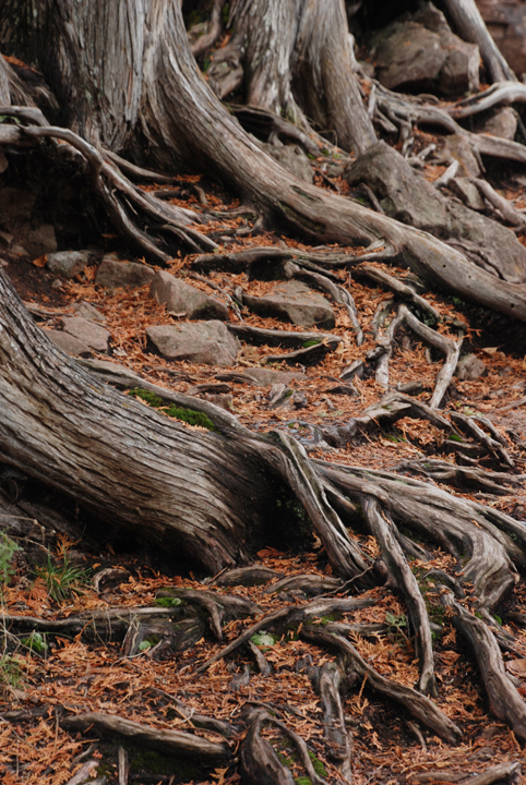 Cedar tree roots
