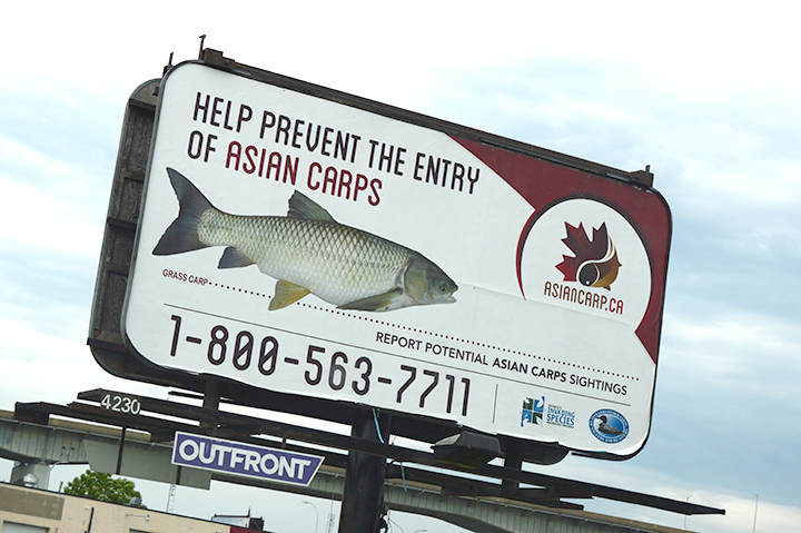 Asian carp billboard